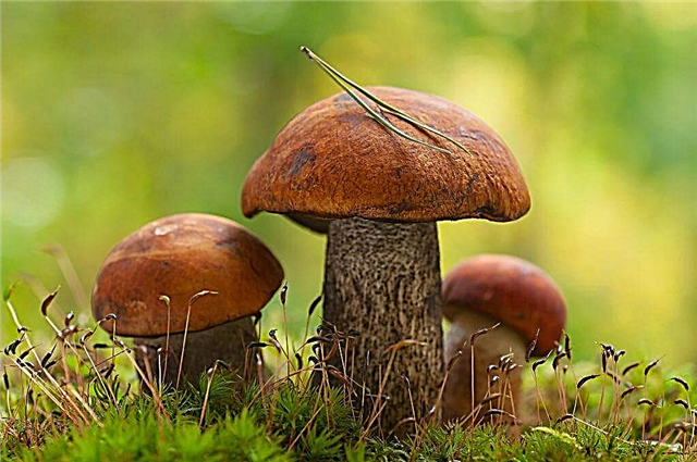 Mushrooms in September 2019