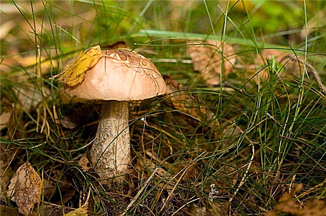 Types de champignons de la région de Vladimir en 2019