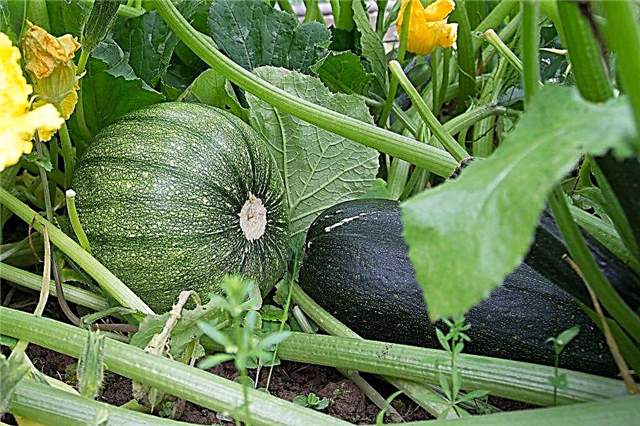 The best zucchini varieties, or how to achieve the perfect harvest