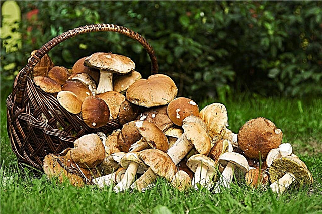 Tipos de cogumelos na Carélia em 2019