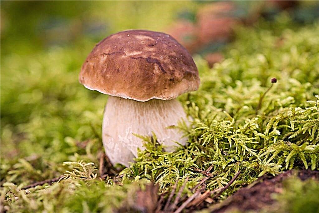 What mushrooms grow in the Saratov region