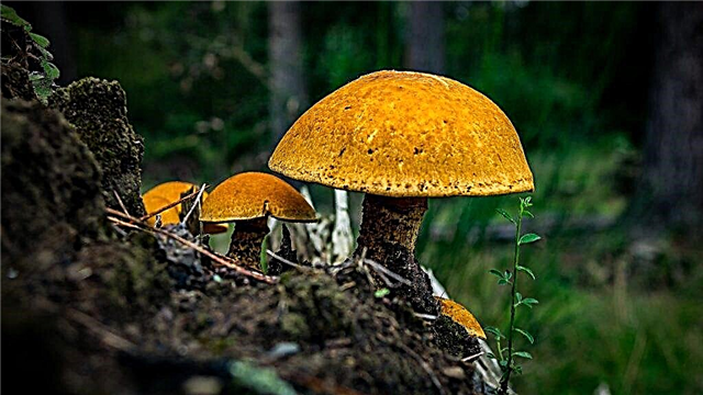 Mushrooms of the Sverdlovsk region in 2019