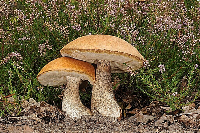 Mushrooms of the Moscow Region in September 2019