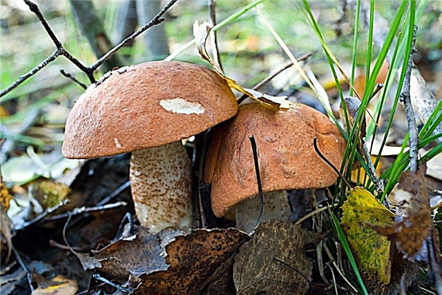 Mushrooms and mushroom places of the Ryazan region in 2019