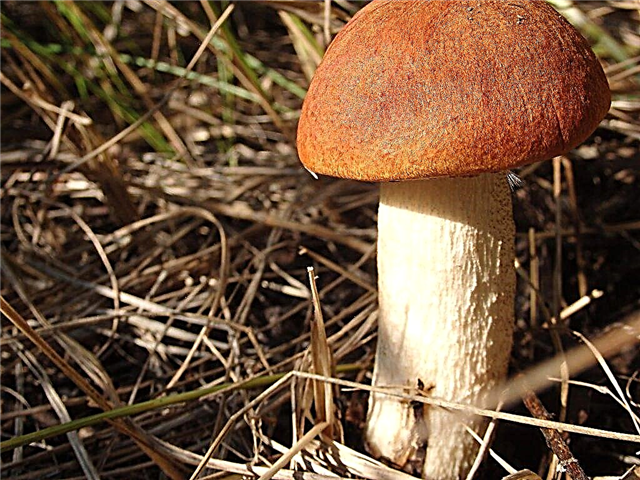 Que cogumelos crescem na região de Ulyanovsk