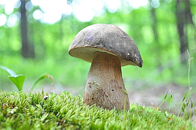 Tipos de cogumelos do Kuban em 2019