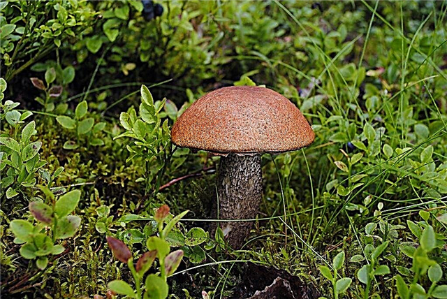 Mushroom harvest in the Chelyabinsk region in 2019