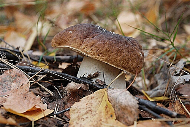 Mushroom season in October 2019