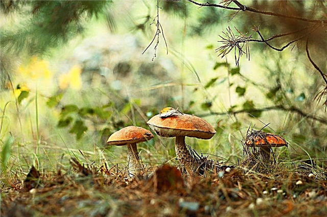 Mushroom picking in the Leningrad region in 2019