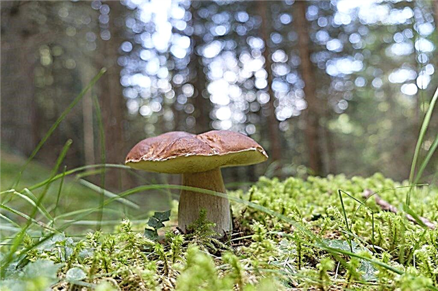 Cogumelos na região de Tver