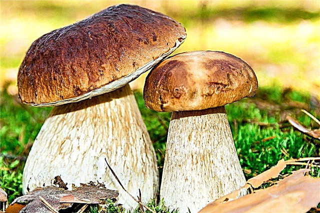 What mushrooms grow in the Samara region in 2019