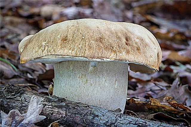 Mushrooms of the Tula region in 2019