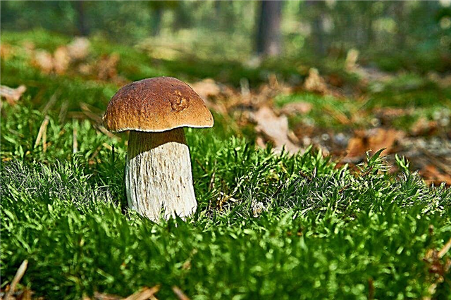 Mushroom places of the Nizhny Novgorod region in 2019