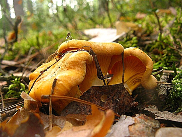 Smolenski piirkonna seenekohad