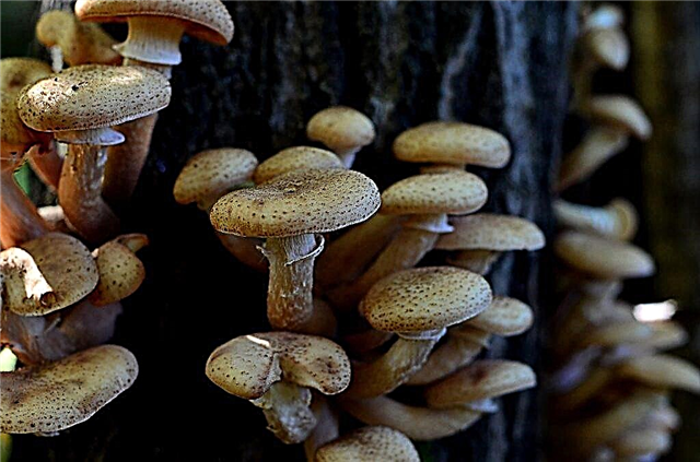 Features of collecting honey agarics in the Kuban
