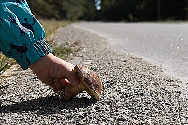 Por que você não pode colher cogumelos perto da estrada