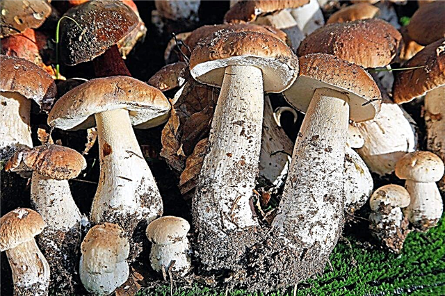 Características dos simbiontes de fungos
