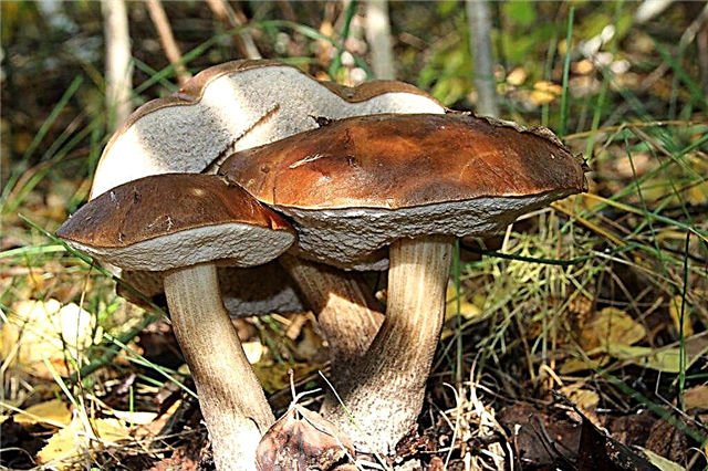 Que cogumelos crescem no distrito de Naro-Fominsk