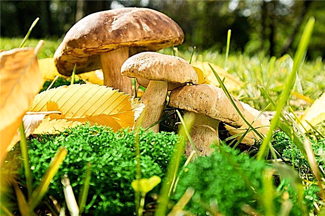 Characteristics of Siberian mushrooms