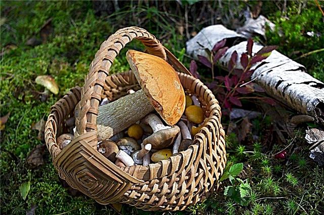 Cogumelos lugares da região de Tomsk