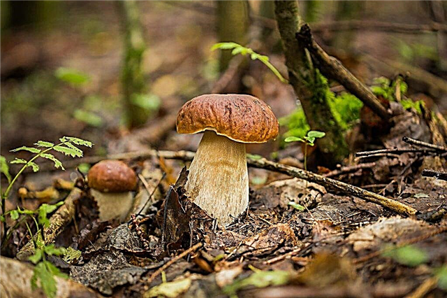 O valor dos cogumelos na natureza