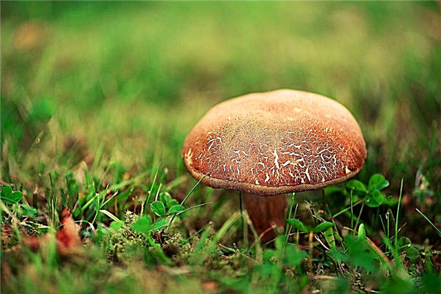 Twin mushrooms