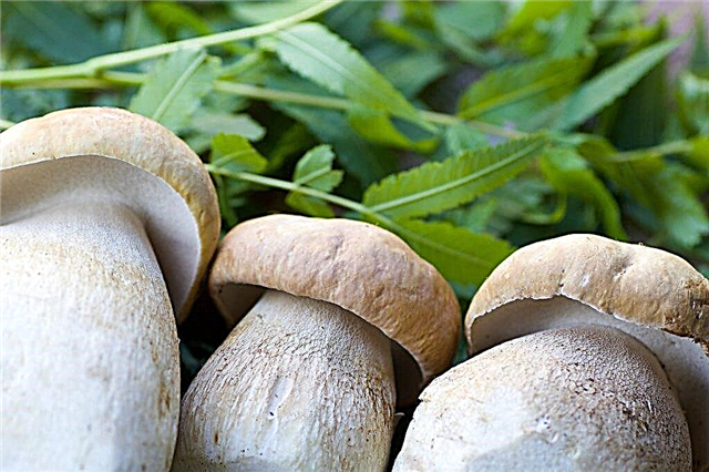 Pilze aus Weißrussland