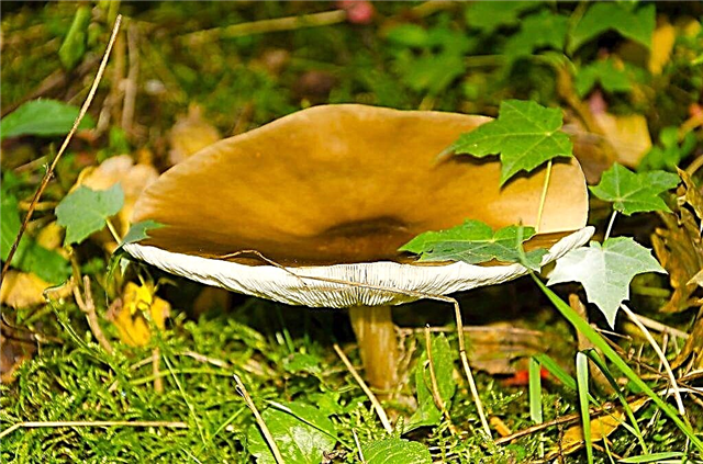 Mushrooms in May
