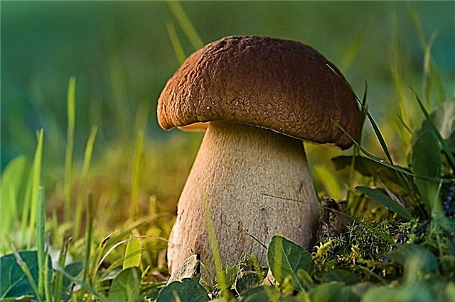 Cogumelos na República de Mari El
