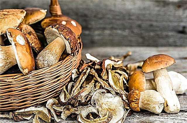 Mushrooms in Udmurtia