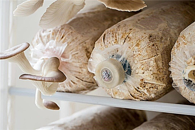 Crescente micélio de cogumelo-ostra em casa