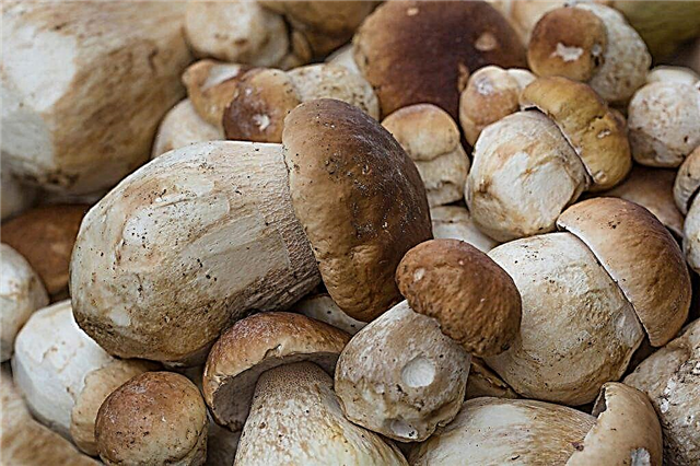 Growing porcini mushrooms in greenhouses