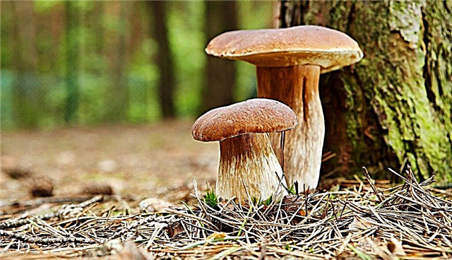 Porcini mushrooms in the Moscow region