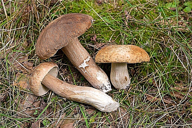 The best mushroom places in Podolsk