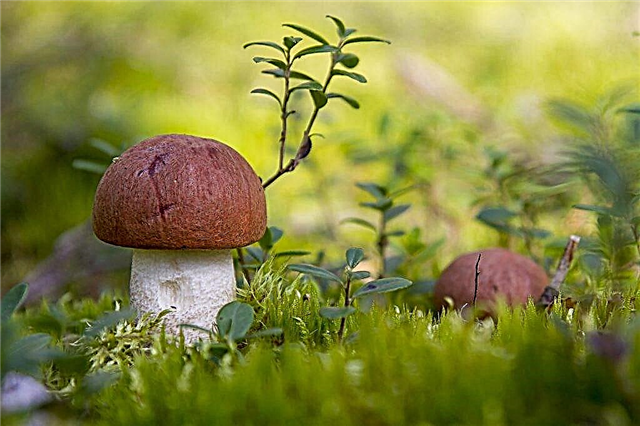 Quels champignons poussent à Ufa et où les trouver