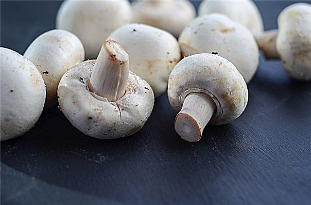 How to store fresh champignons at home