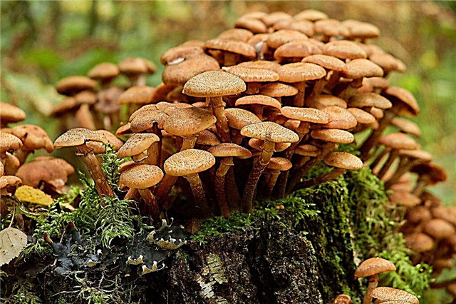 Características del crecimiento de hongos en el bosque.
