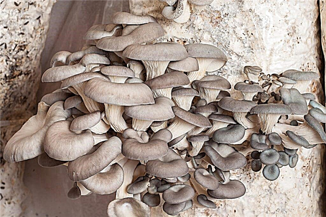 Calorie content of oyster mushrooms per 100 grams