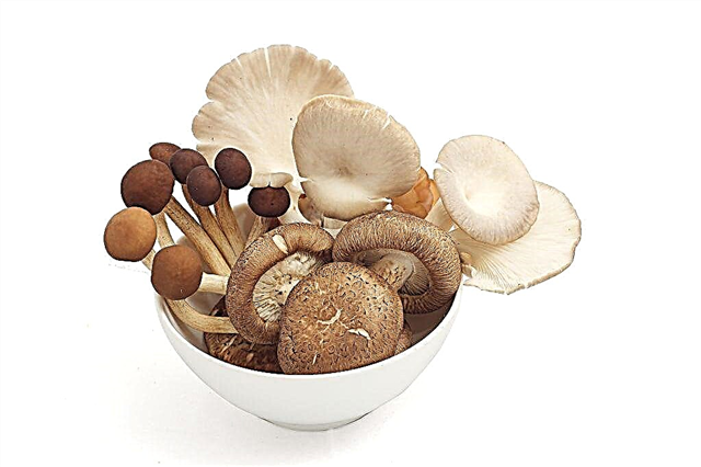 Voidaanko sieniä kutsua vihanneksiksi