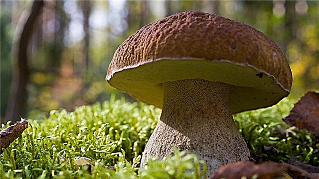 Jaké houby rostou v oblasti Vsevolozhsk