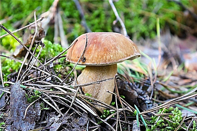 Que cogumelos crescem no território de Altai