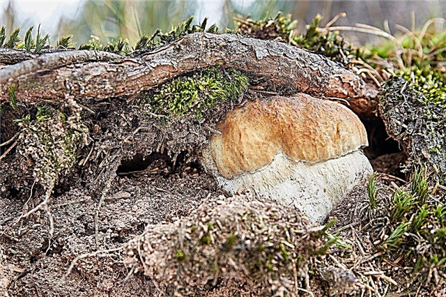 Mushroom places of the Chekhov region