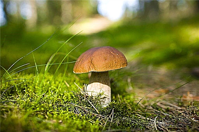 Types of mushrooms and their characteristics