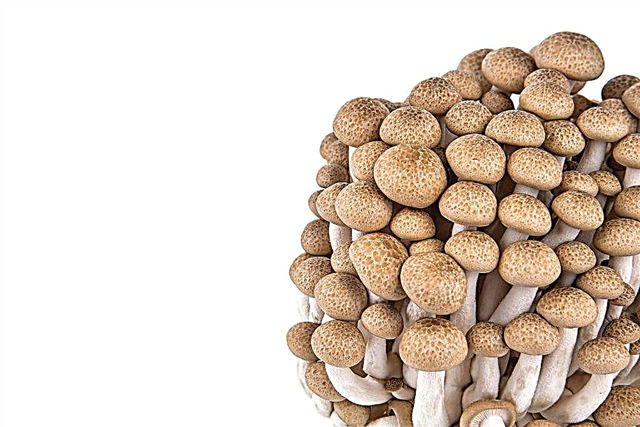 Why honey mushrooms are useful