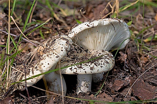 Similarities and differences between mushrooms and plants