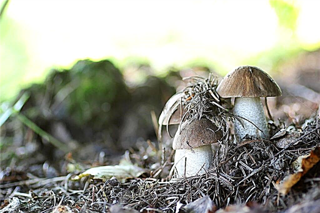 Características dos cogumelos na Rússia Central