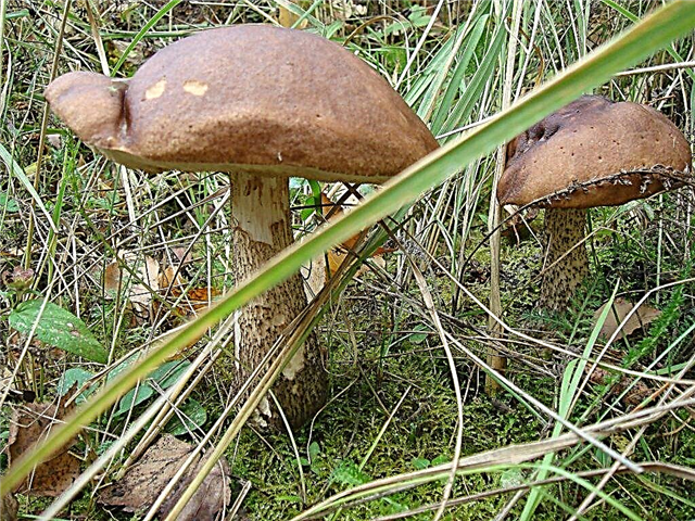 Mushroom places in Naberezhnye Chelny