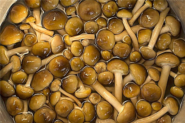 Rules for soaking honey agarics before cooking