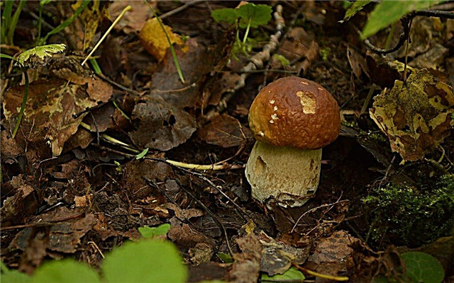Togliatti mushrooms