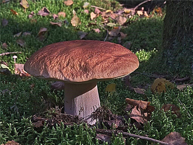 Mushrooms in Tyumen